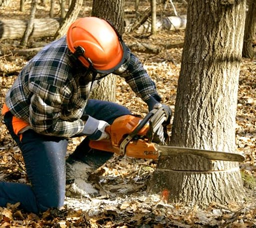 Tree Removal in New Lisbon, WI